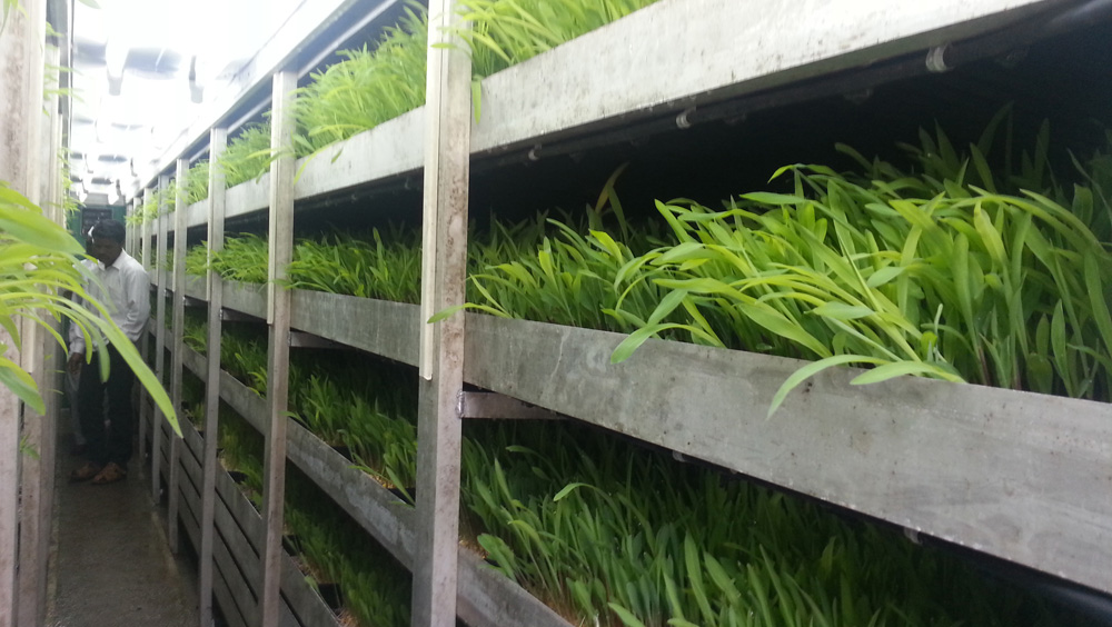 hydroponic green fodder machine in bengaluru karnataka