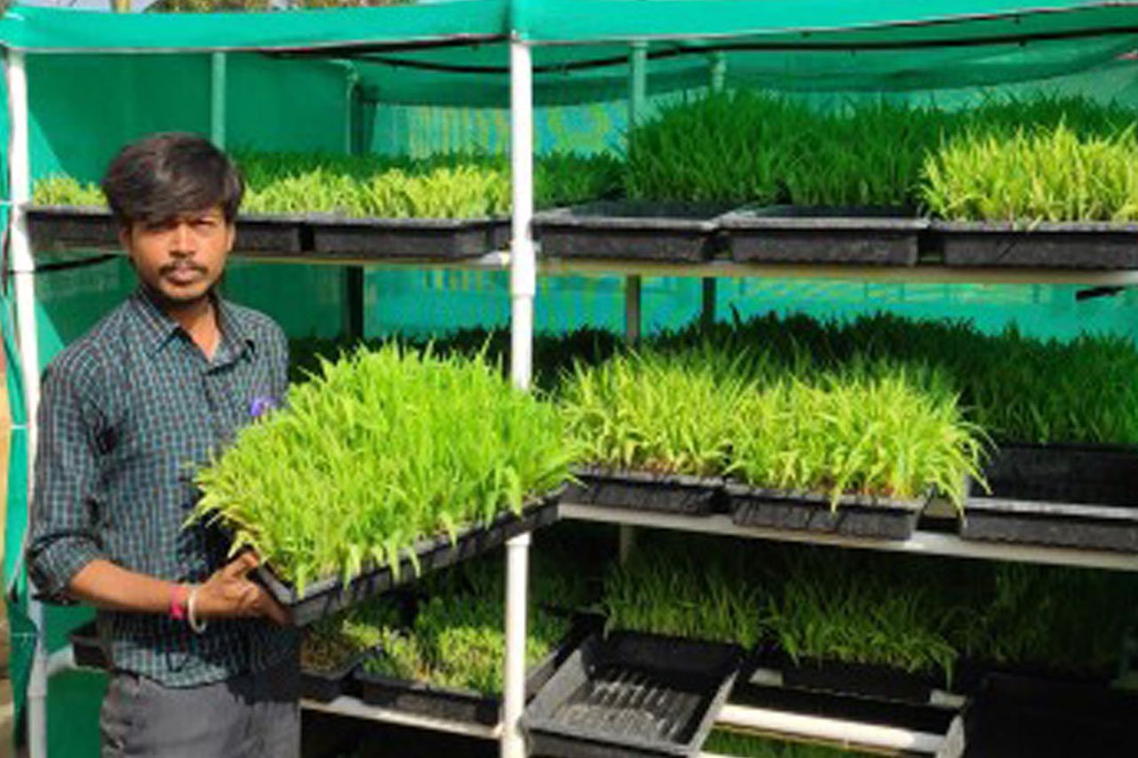 Hydroponic Green Fodder Machine