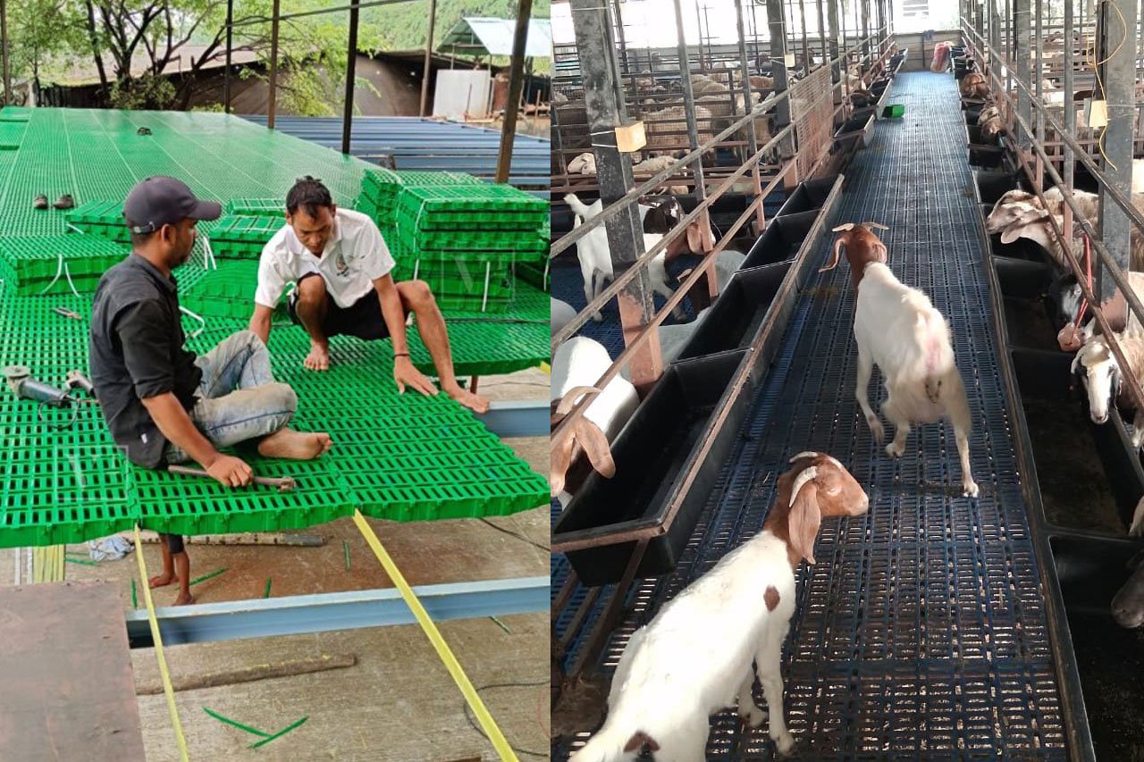 Goat Slatted Floor
